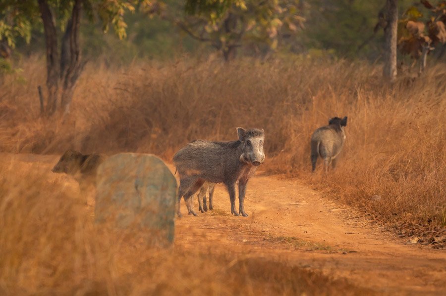 Panna National Park